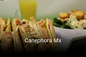 Canephora Mx